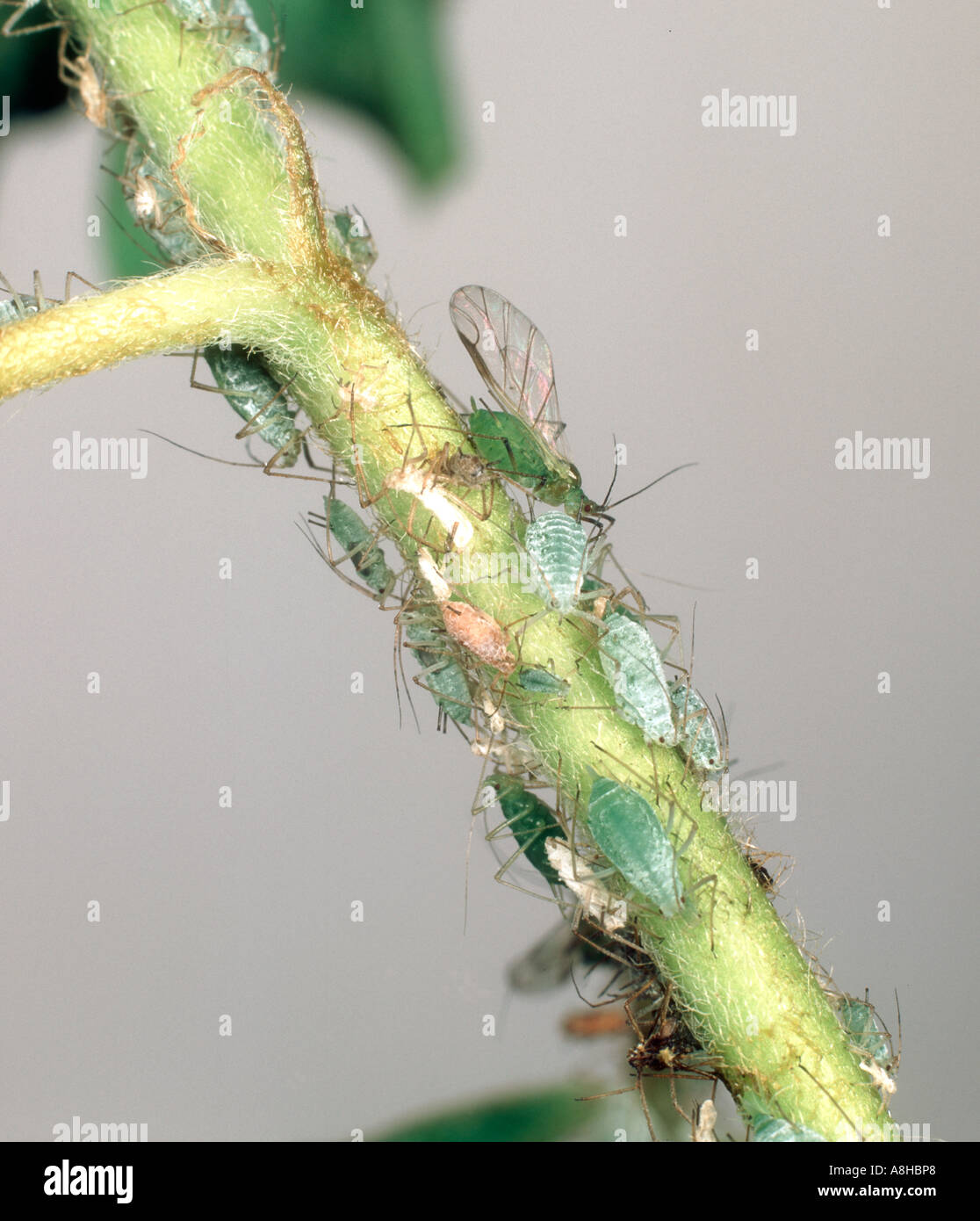 Lupin afide Macrosiphum albifrons su Lupin stelo Foto Stock