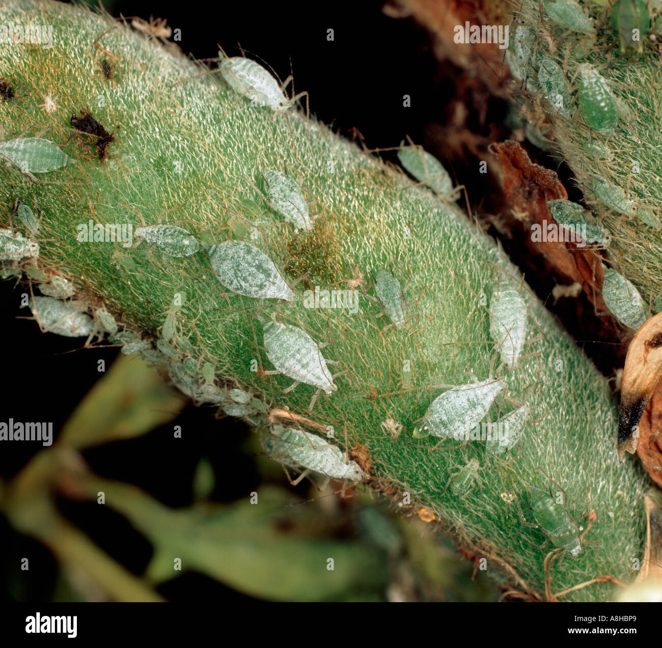 Lupin afide Macrosiphum albifrons su Lupin pod Foto Stock