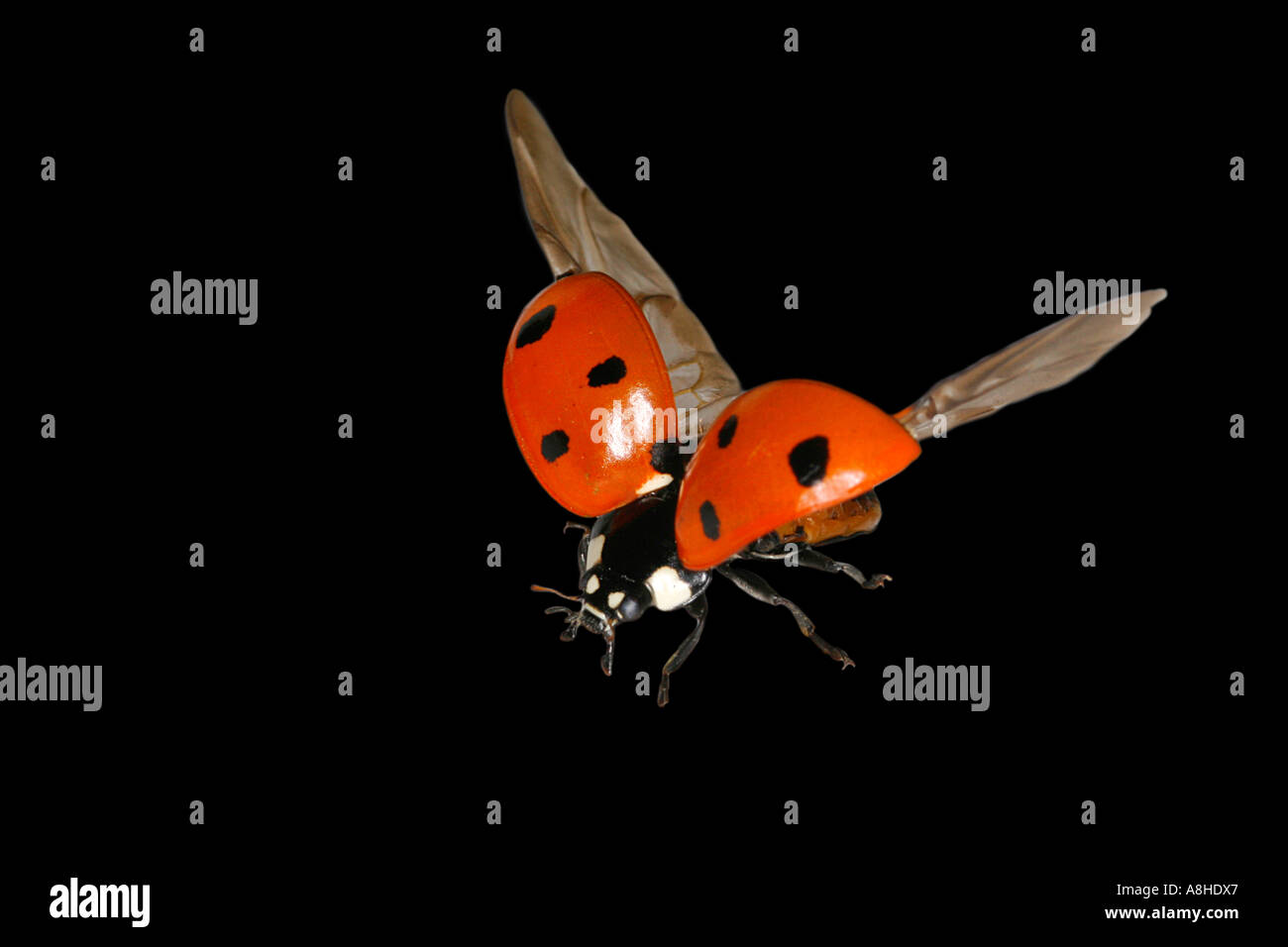 Ladybird (Coccinellia septempunctata) Foto Stock