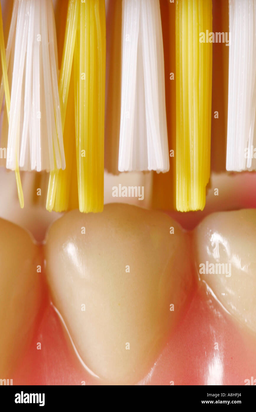 Protesi artificiali con spazzolino da denti Foto Stock
