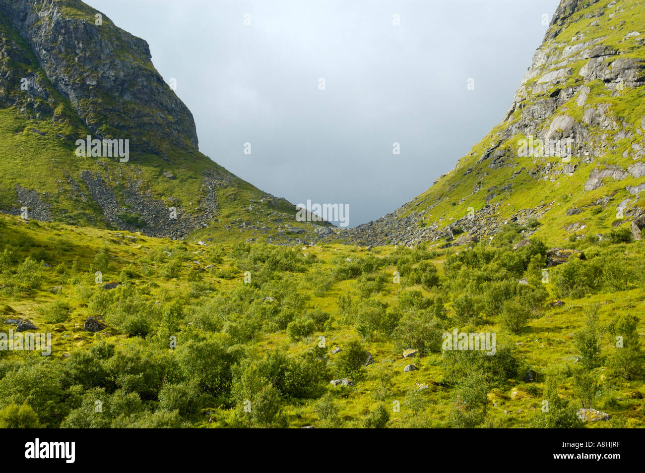 Bosco di roverella bassa betulla Betula pubescens passare sotto Skoren Moskenesoya Lofoten in Norvegia Foto Stock