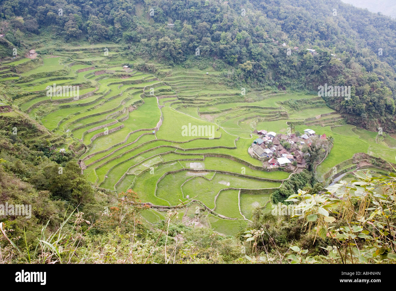 Terrazze di riso, Bangaan Village, Banaue, Northern Luzon, Filippine Foto Stock