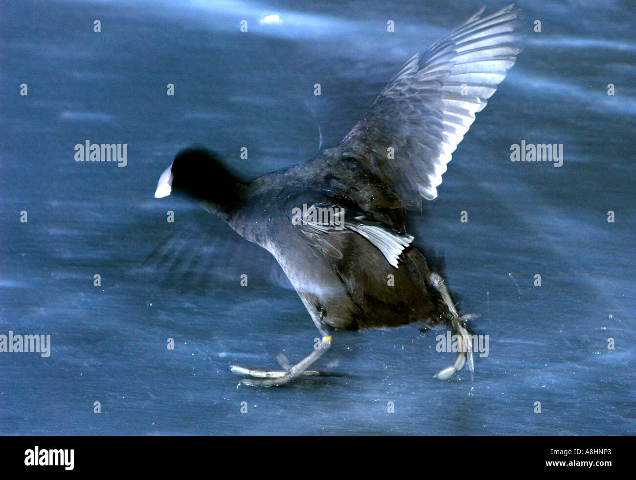 Rotaie folaga (fulica atra) sfugge su ghiaccio sbattimenti le sue ali Foto Stock