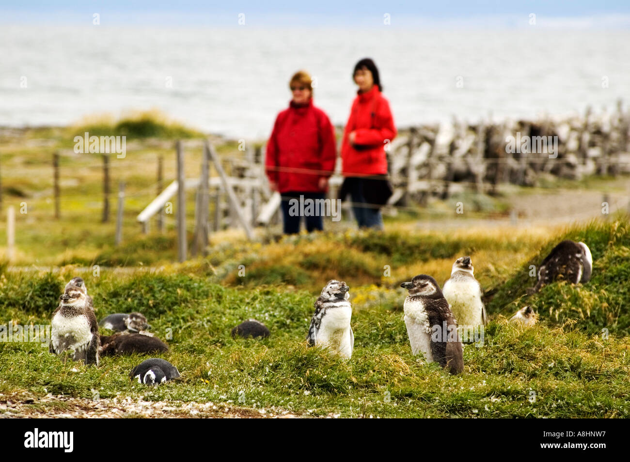I pinguini in Seno Otway, Patagonia Foto Stock