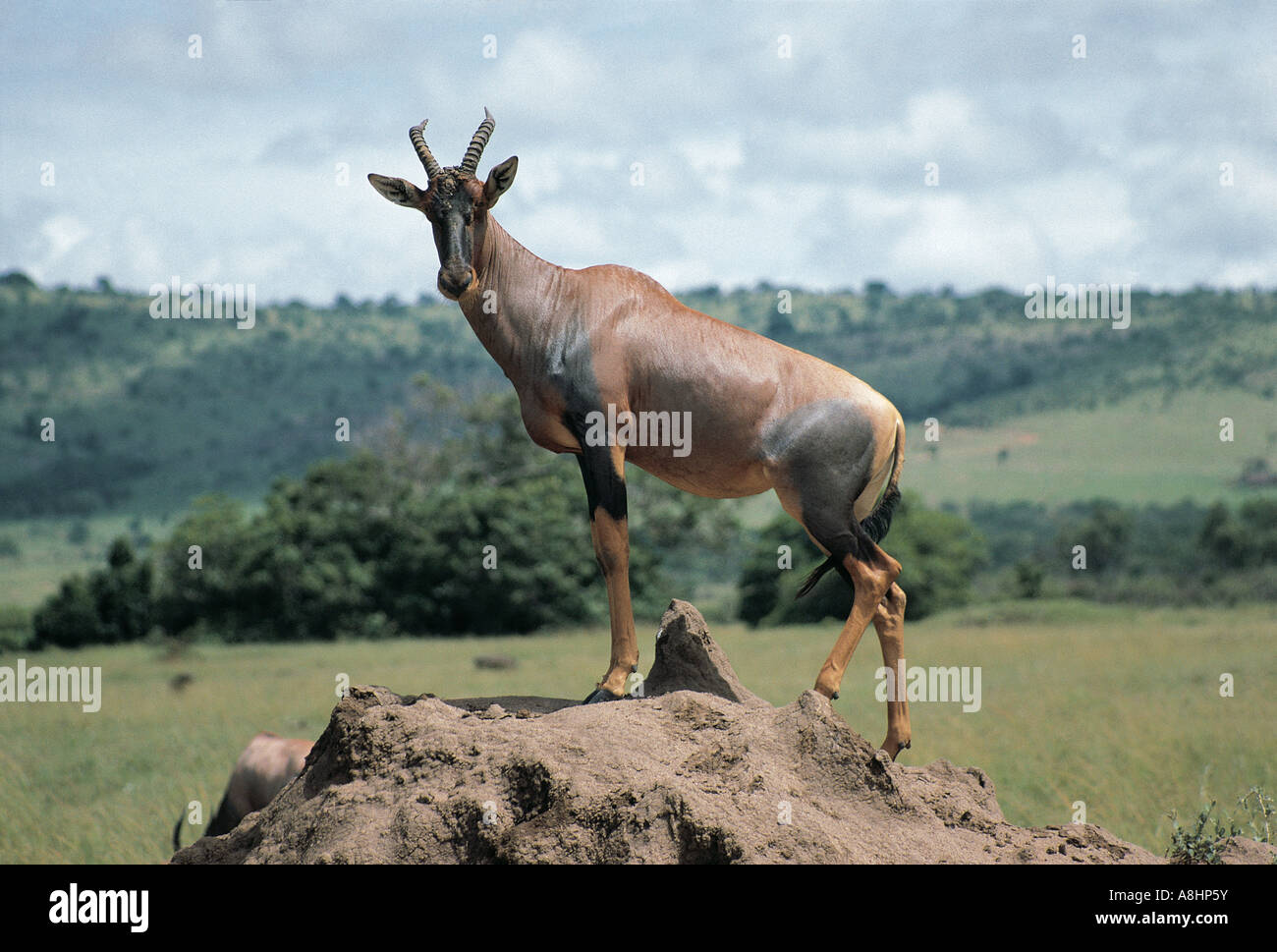 Topi su termite mound Masai Mara riserva nazionale del Kenya Foto Stock