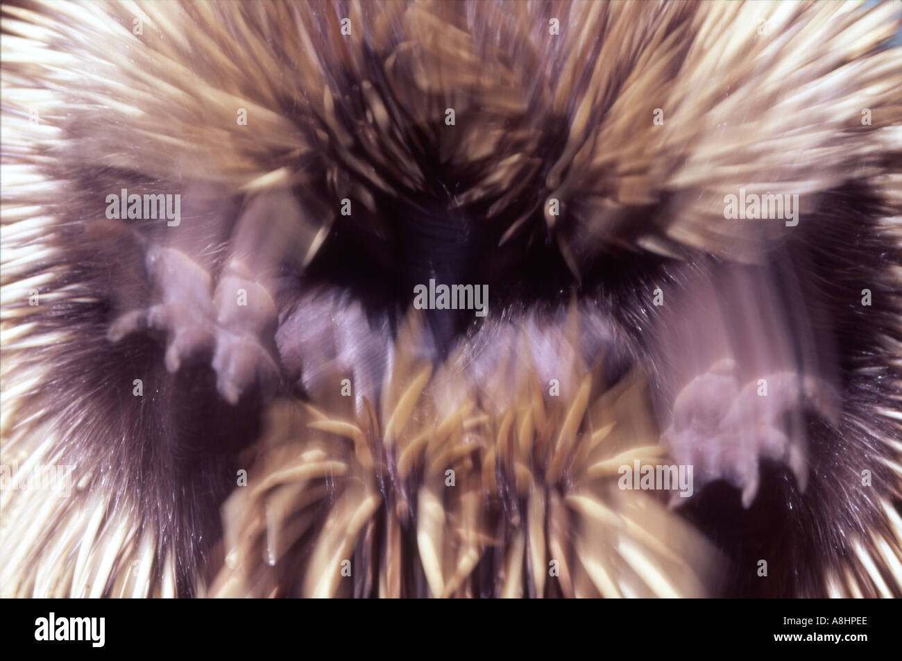 Abstract dettaglio moto sfocata colpo di breve becco Australian Echidna Tachyglossus aculeatus accartocciamento in difesa Foto Stock
