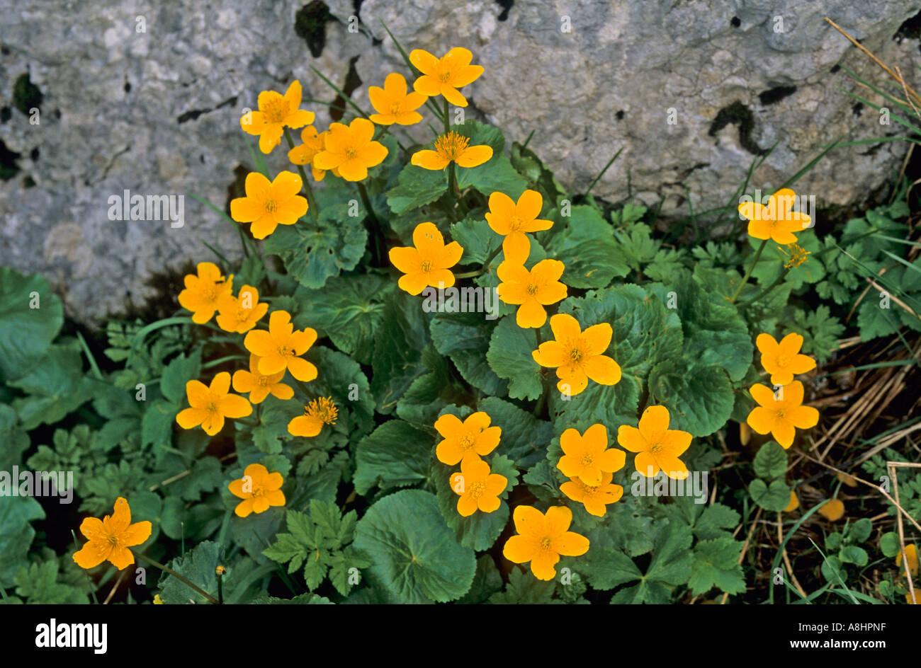 Kings tazze Caltha palustris nelle montagne Mangfall Germania Foto Stock