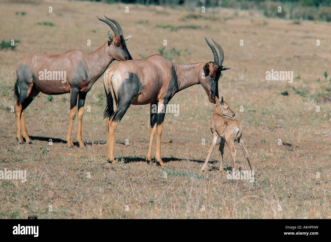 Topi femmina ispezione e toccando il suo neonato Masai Mara Kenya Foto Stock