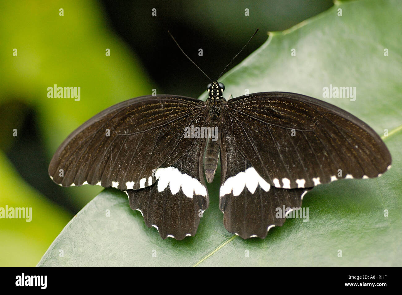 Papilio thoas, a coda di rondine, Papilionidae seduti su un congedo con diffusione di ali Foto Stock