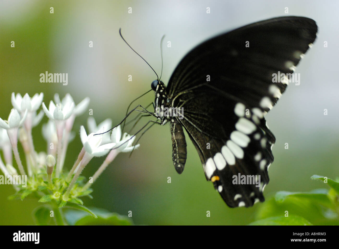 Farfalla nera è suggling nettare di un fiore bianco, Parthenos sylvia, Nymphalidae Foto Stock