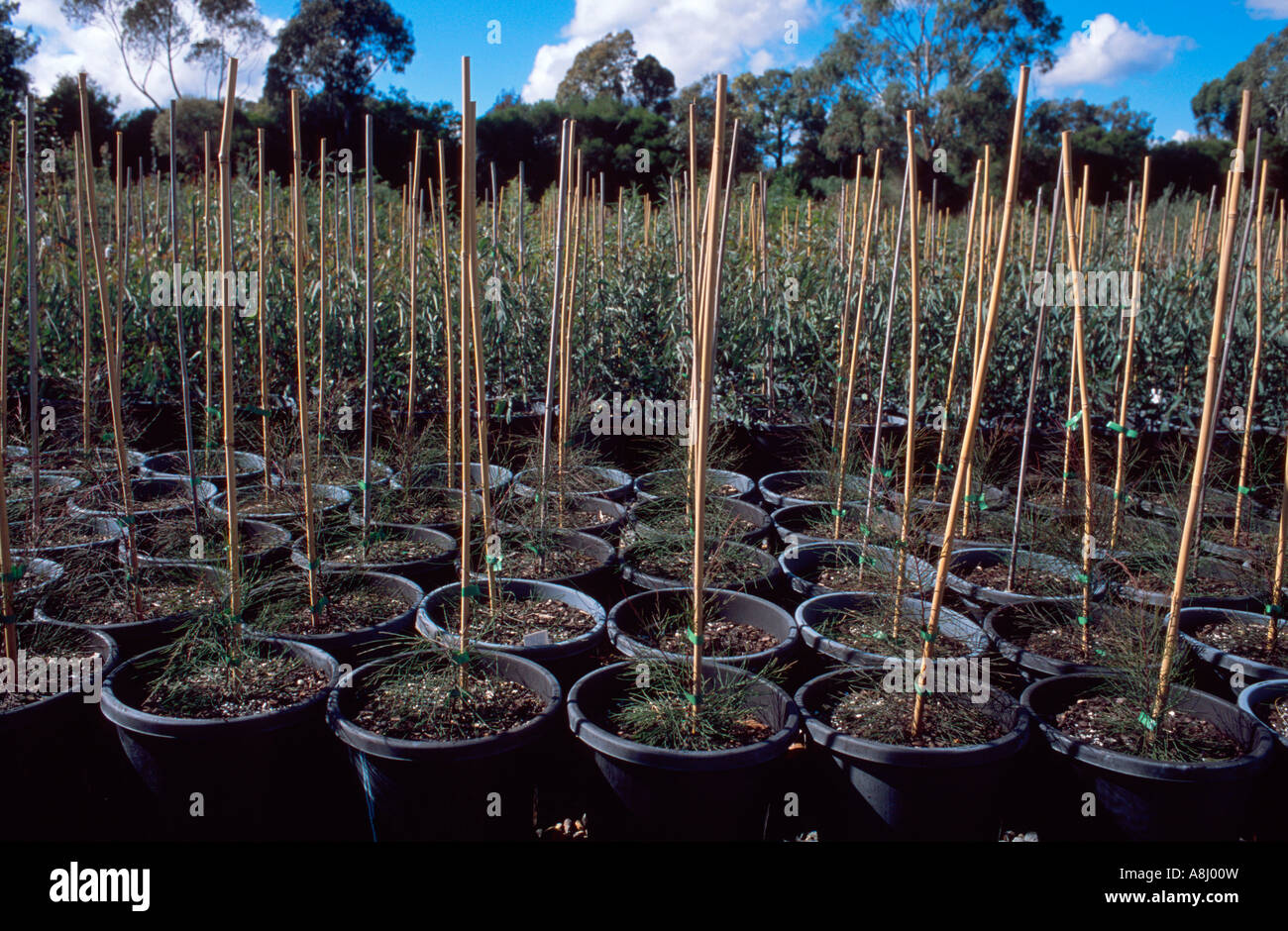 Filari di alberi piccoli, piantine di eucalytpus e sheoke, in vasi Foto Stock