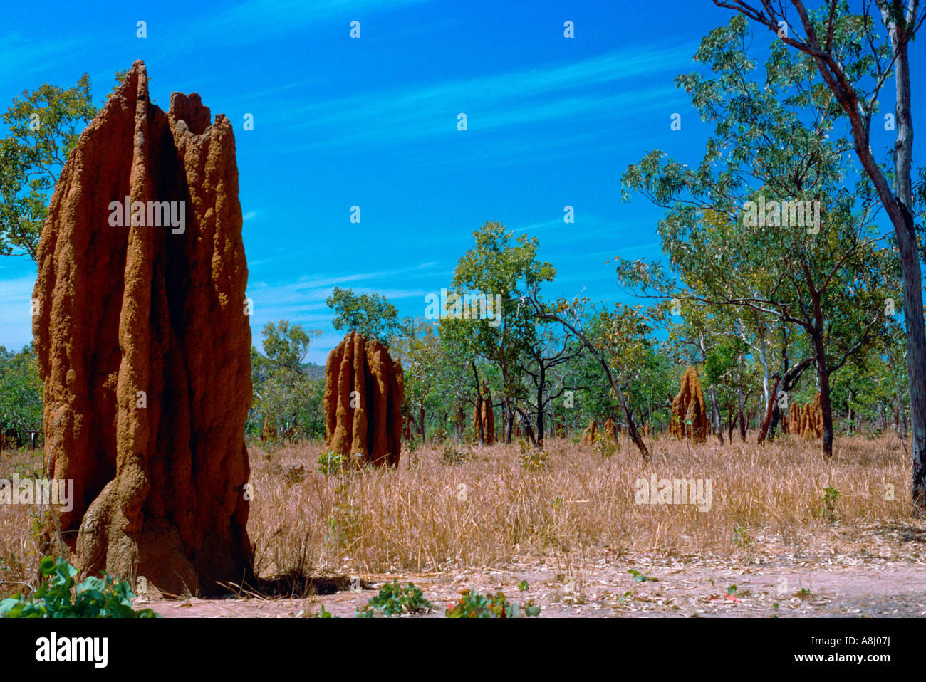 Spinifex termite tumuli, Kakadu Foto Stock