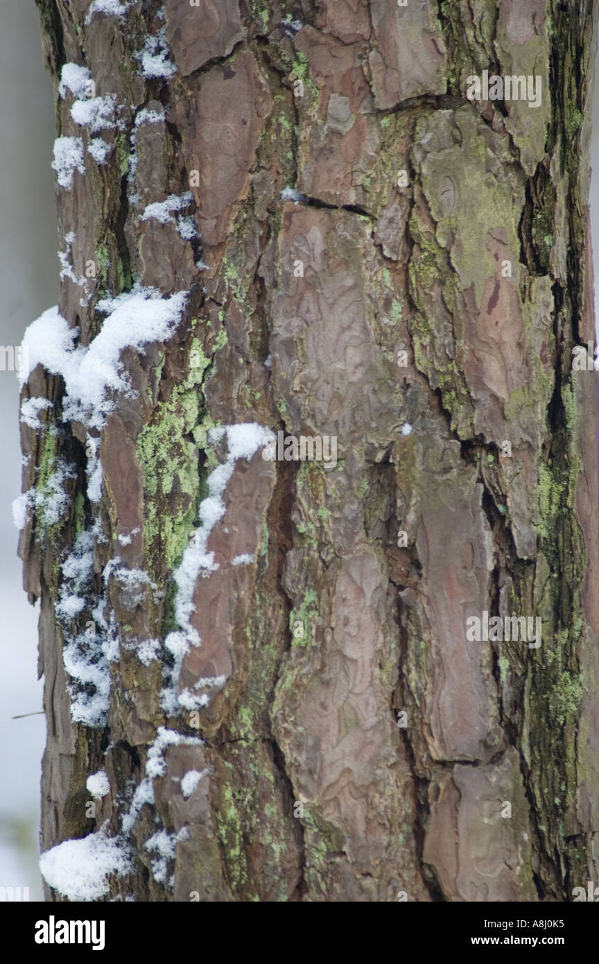 In prossimità della struttura di inverno Foto Stock