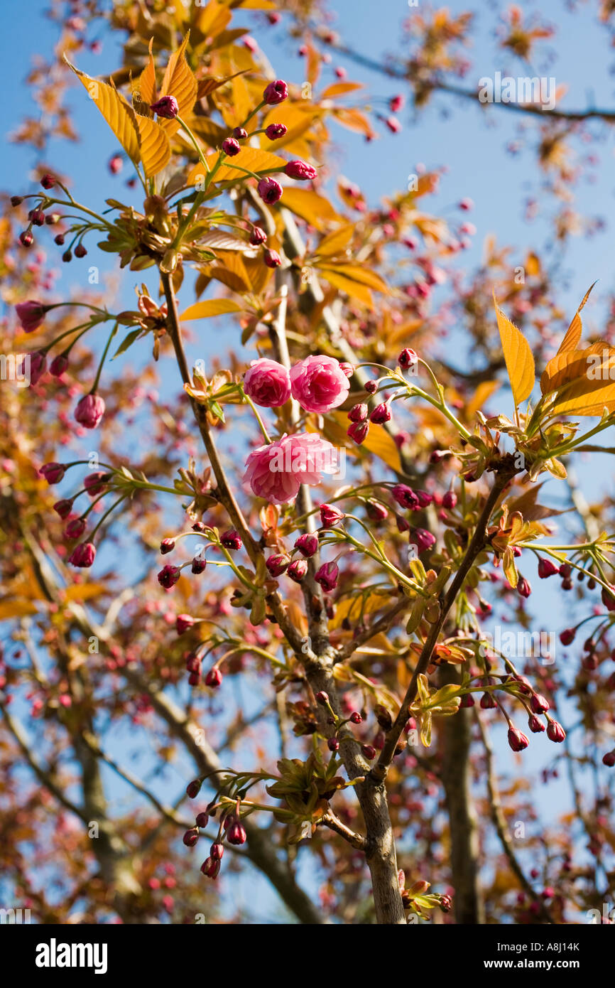 Rosa ciliegia ad albero e gemme di fiore primavera REGNO UNITO Foto Stock