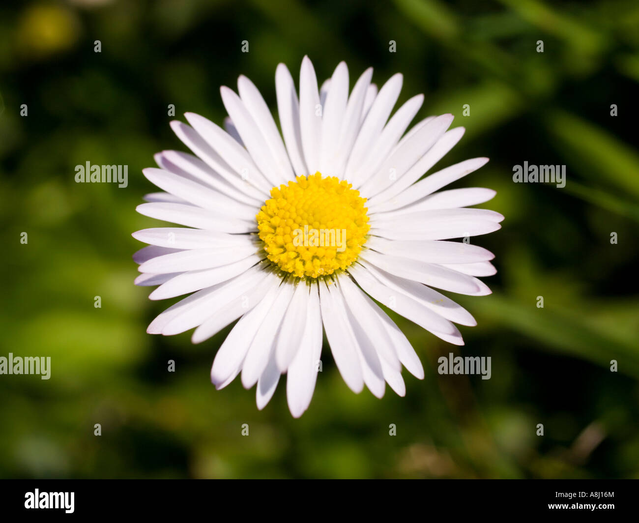 Daisy - Bellis Perennis Foto Stock