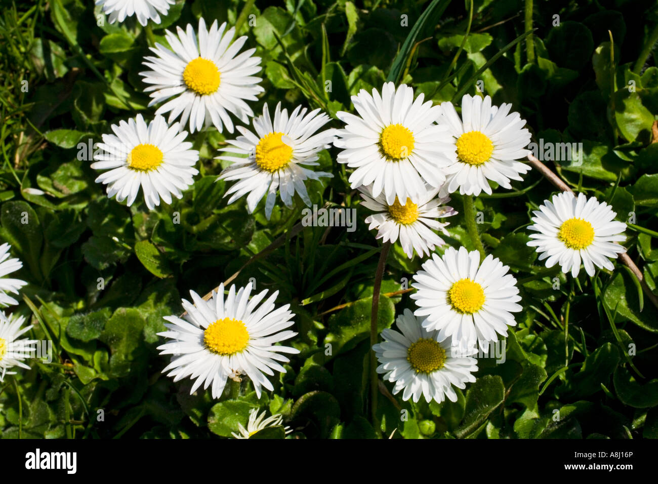 Daisy comune - Bellis Perennis Foto Stock
