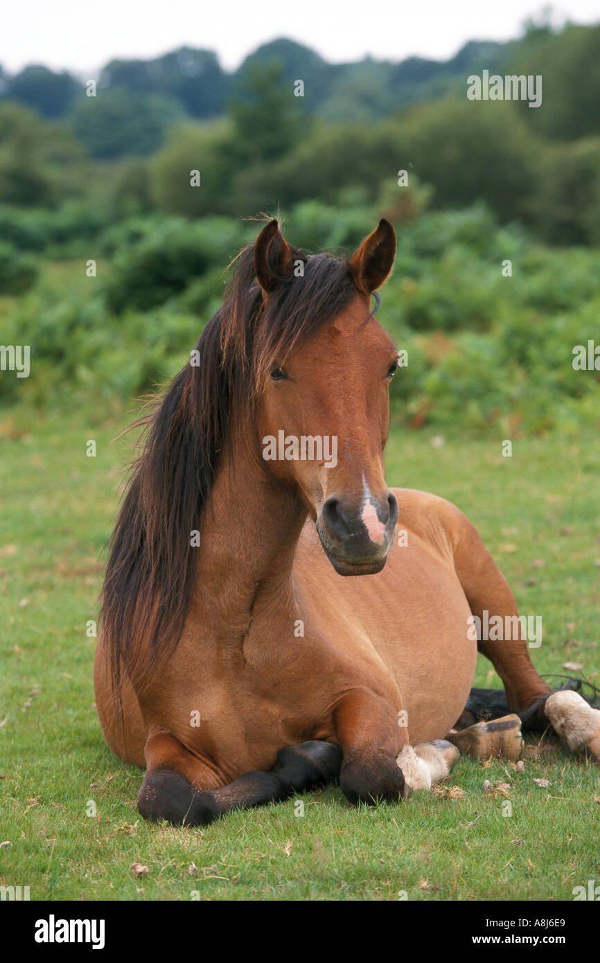New Forest Pony cavallo - sdraiato sul prato Foto Stock