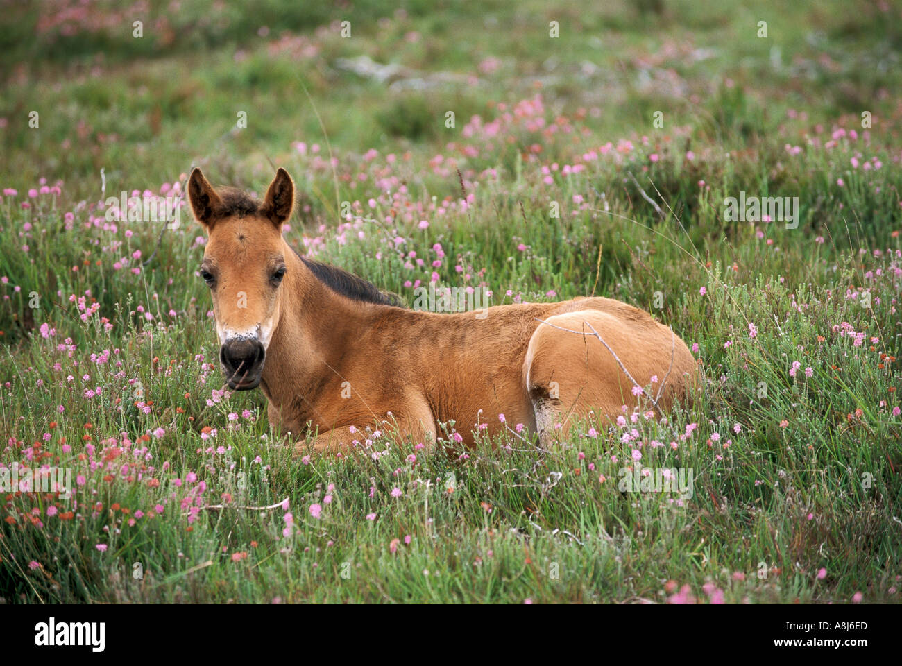 New Forest Pony cavallo - puledro giacente sul prato Foto Stock