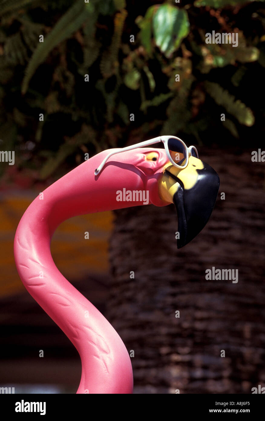 Florida Flamingo con gli occhiali Foto Stock