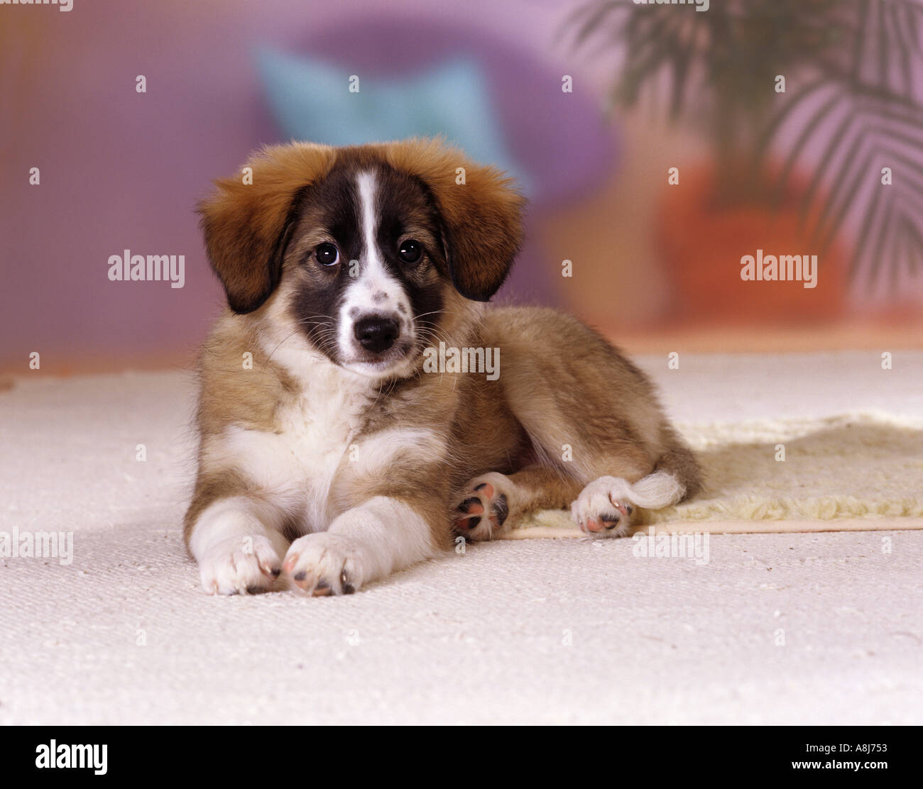 Mezza razza cane cucciolo 9 settimane 1/2 giacente Foto Stock