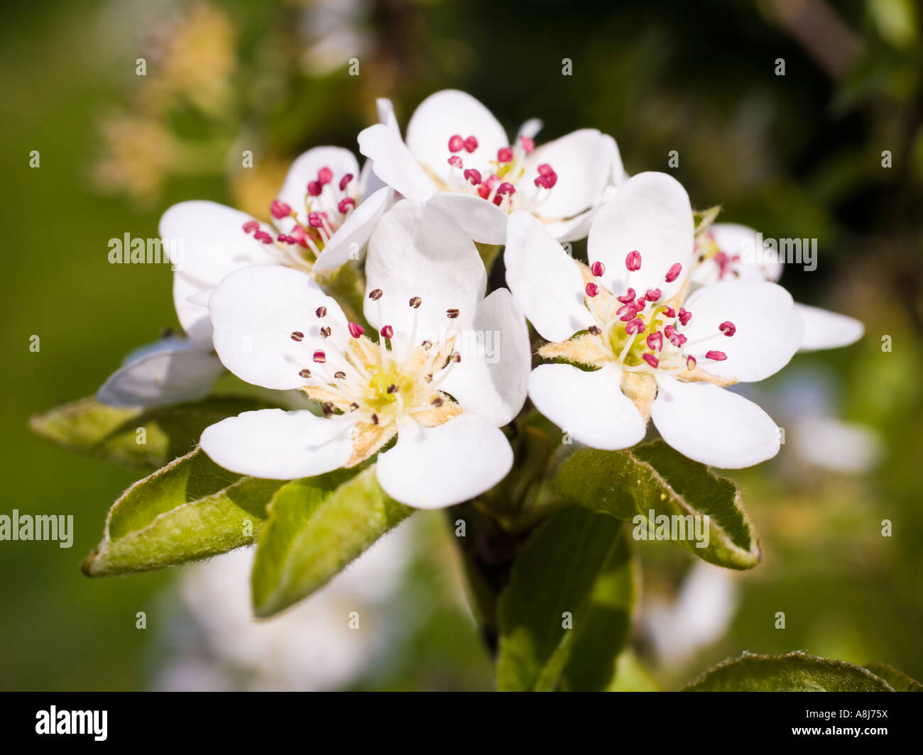 Wild ciliegio Prunus avium blossom molla REGNO UNITO Foto Stock