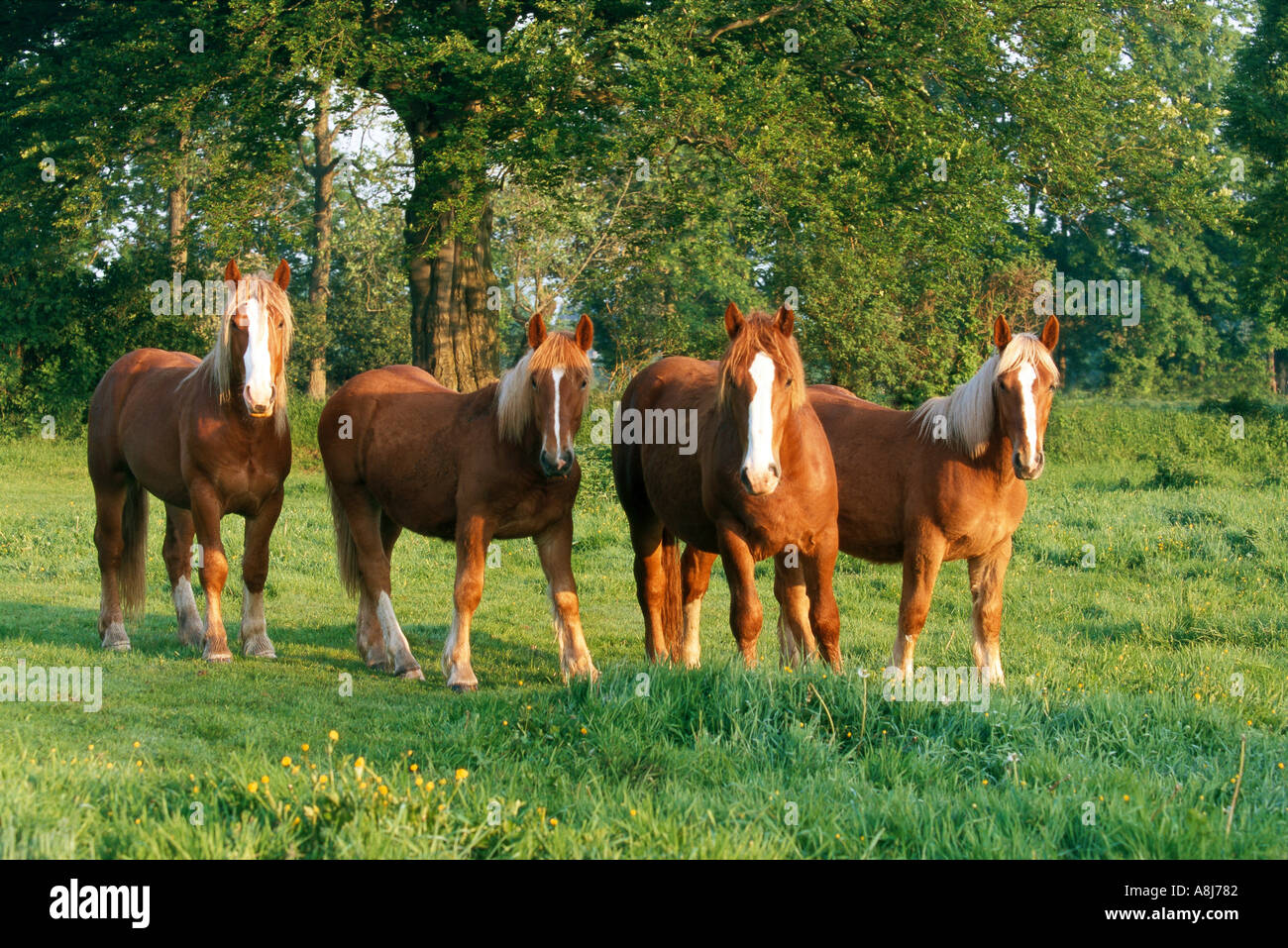 Quattro Schleswiger a freddo di cavalli di sangue sul prato Foto Stock