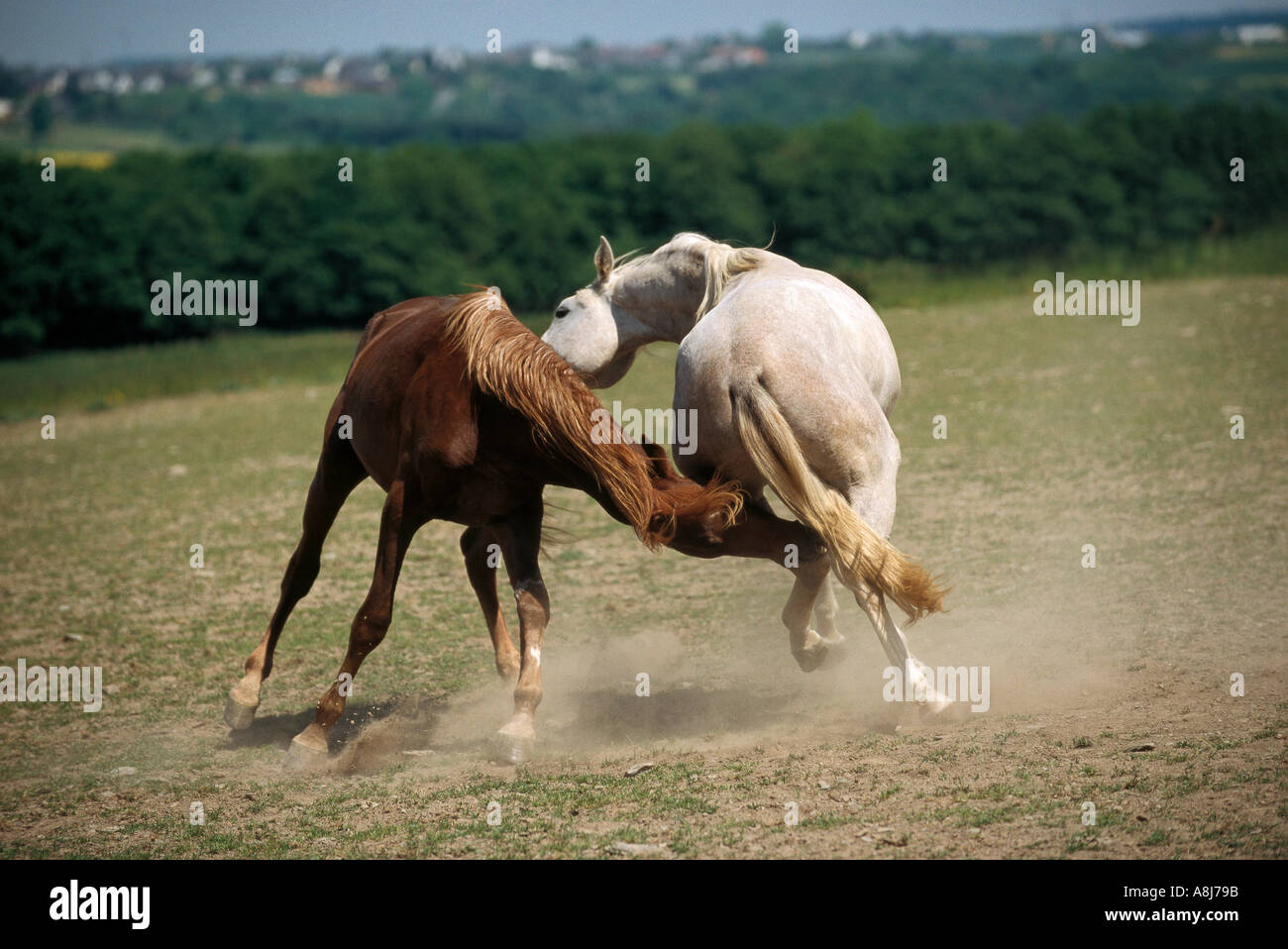 Due cavalli arabi - giovani stalloni combattimenti Foto Stock