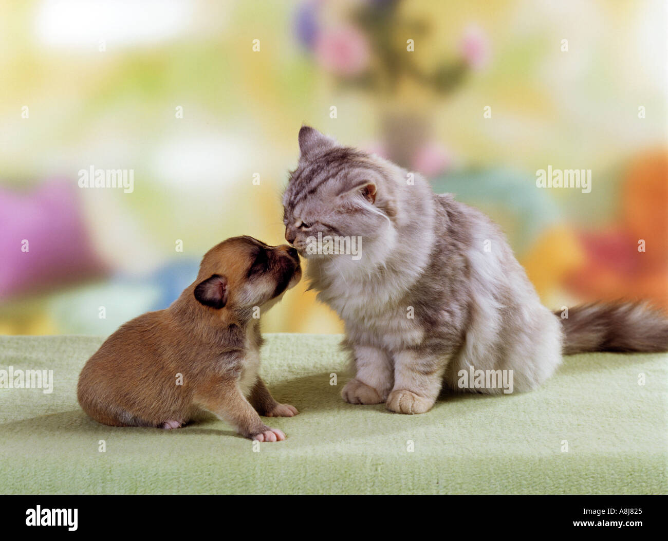 Animalfriendship : mezza razza cucciolo di cane 16 giorni e gattino Foto Stock