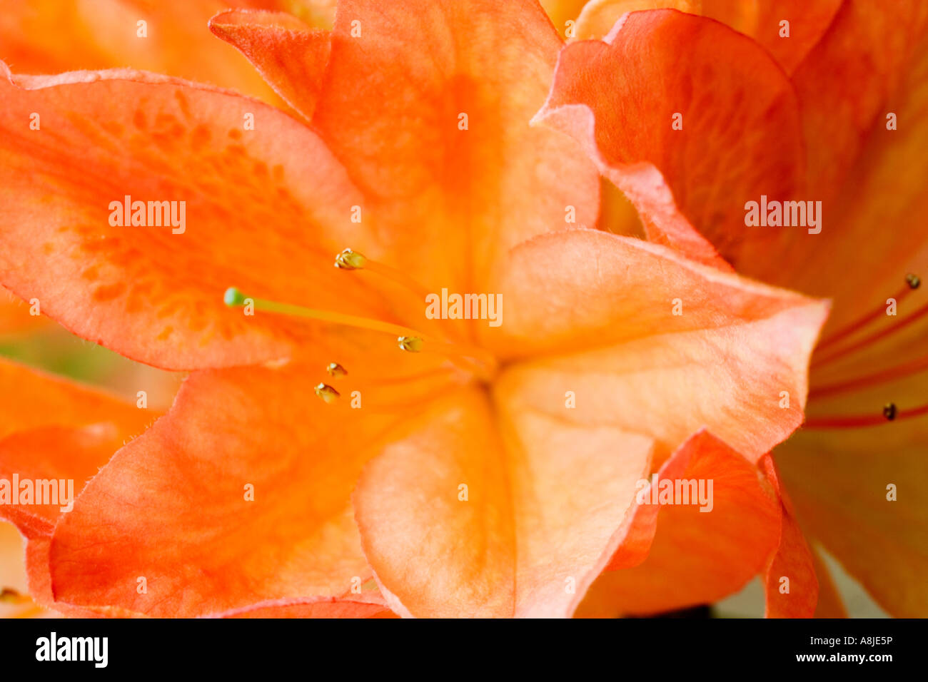 Close-up di arancio fiori di rododendro Foto Stock