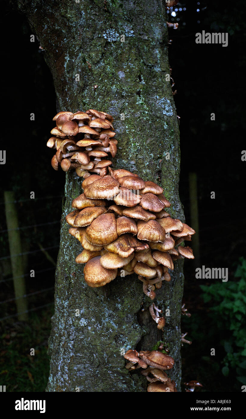 I funghi che crescono su albero IN NORTHUMBERLAND INGHILTERRA Foto Stock