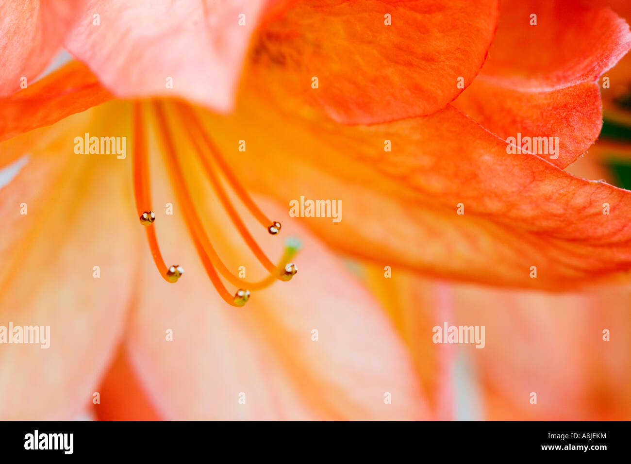 Close-up di arancio fiori di rododendro Foto Stock