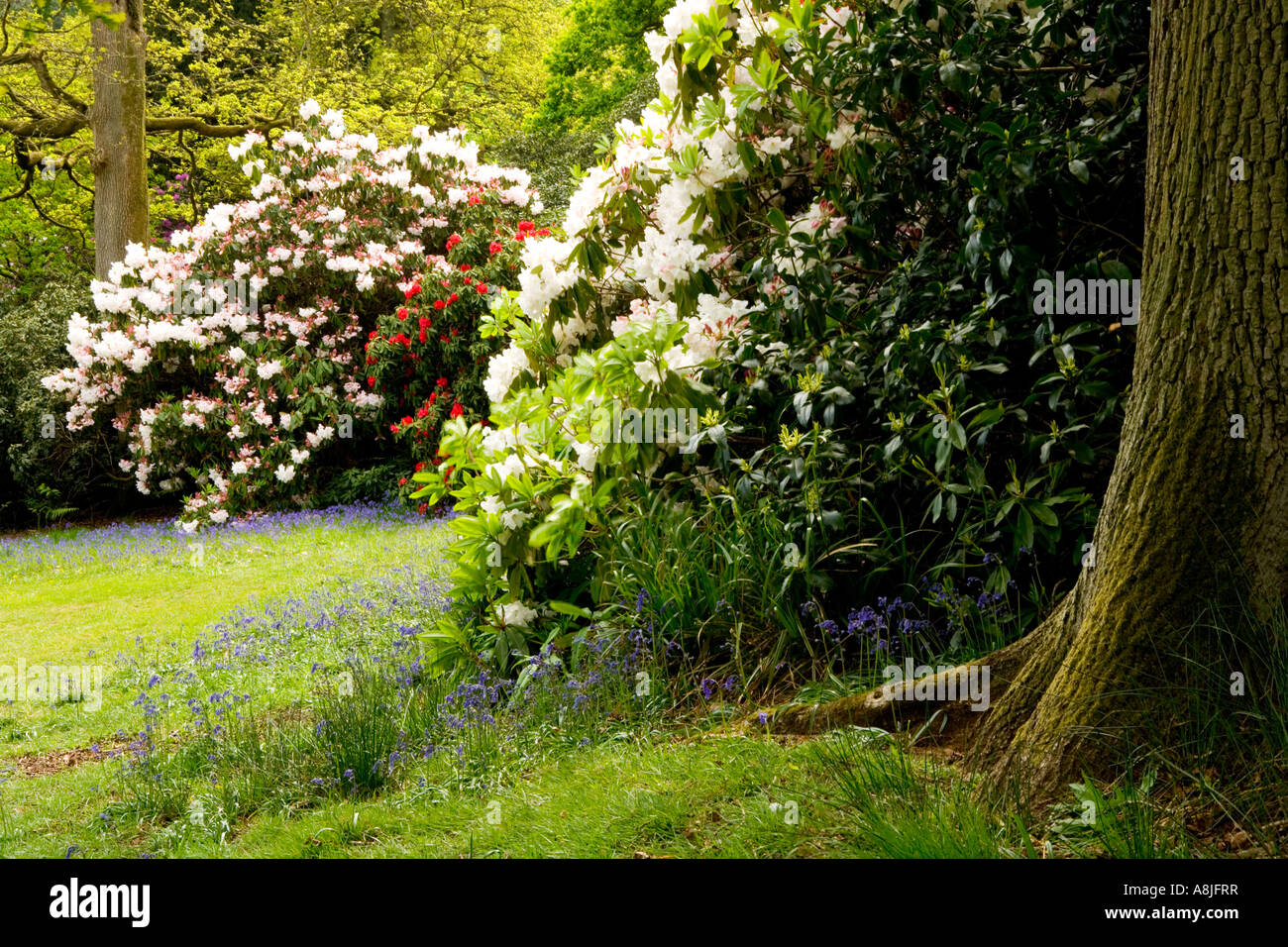Rododendri e Bluebells presso la struttura Bowood House Rhododendron passeggiate e boschi nel Wiltshire Foto Stock