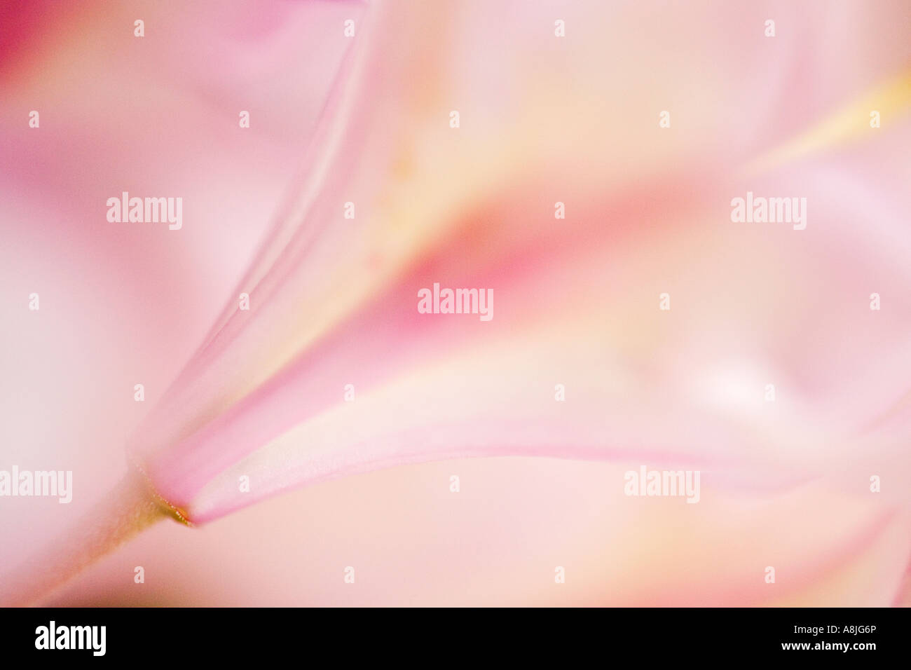 Close-up di astratta rosa unico fiore di rododendro Foto Stock