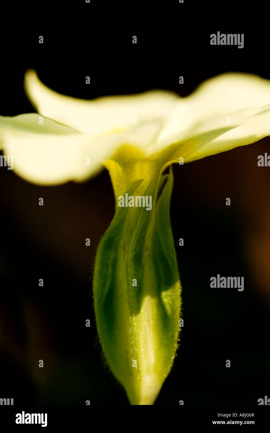 Primrose Primula vulgaris molla di fiori selvatici nativi per la Gran Bretagna e l'Europa Foto Stock