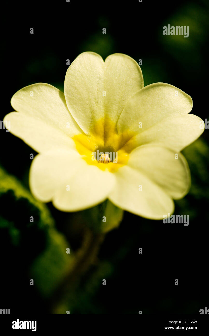 Primrose Primula vulgaris molla di fiori selvatici nativi per la Gran Bretagna e l'Europa Foto Stock