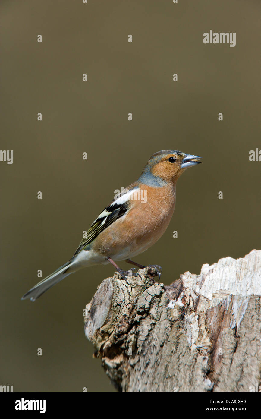 Fringuello Fringilla coelebs appollaiato sul post cercando avviso con bella fuori fuoco sfondo potton bedfordshire Foto Stock