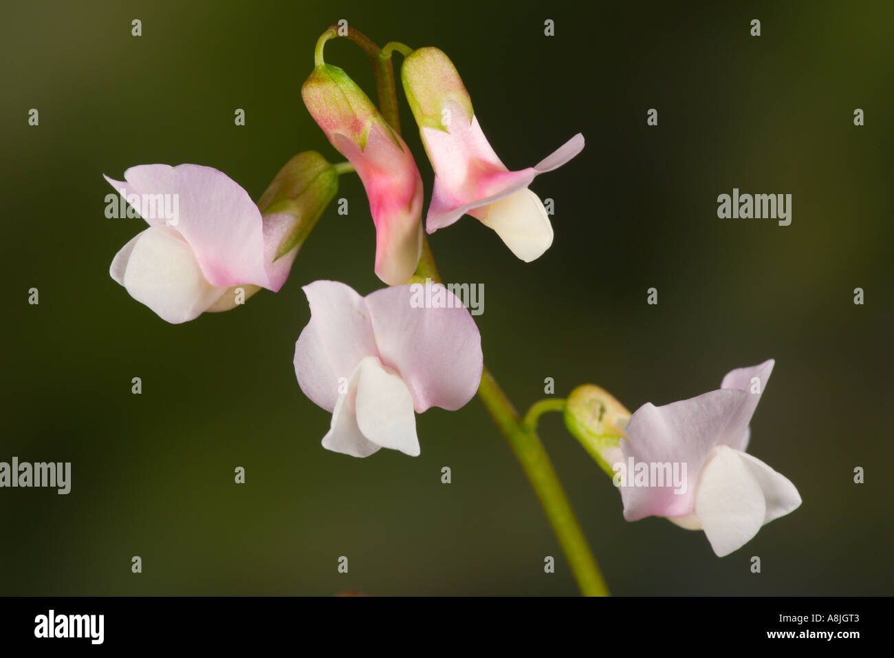 Lathyrus vernus Alboroseus dettaglio di fiori con una bella disinnescare potton sfondo bedfordshire Foto Stock