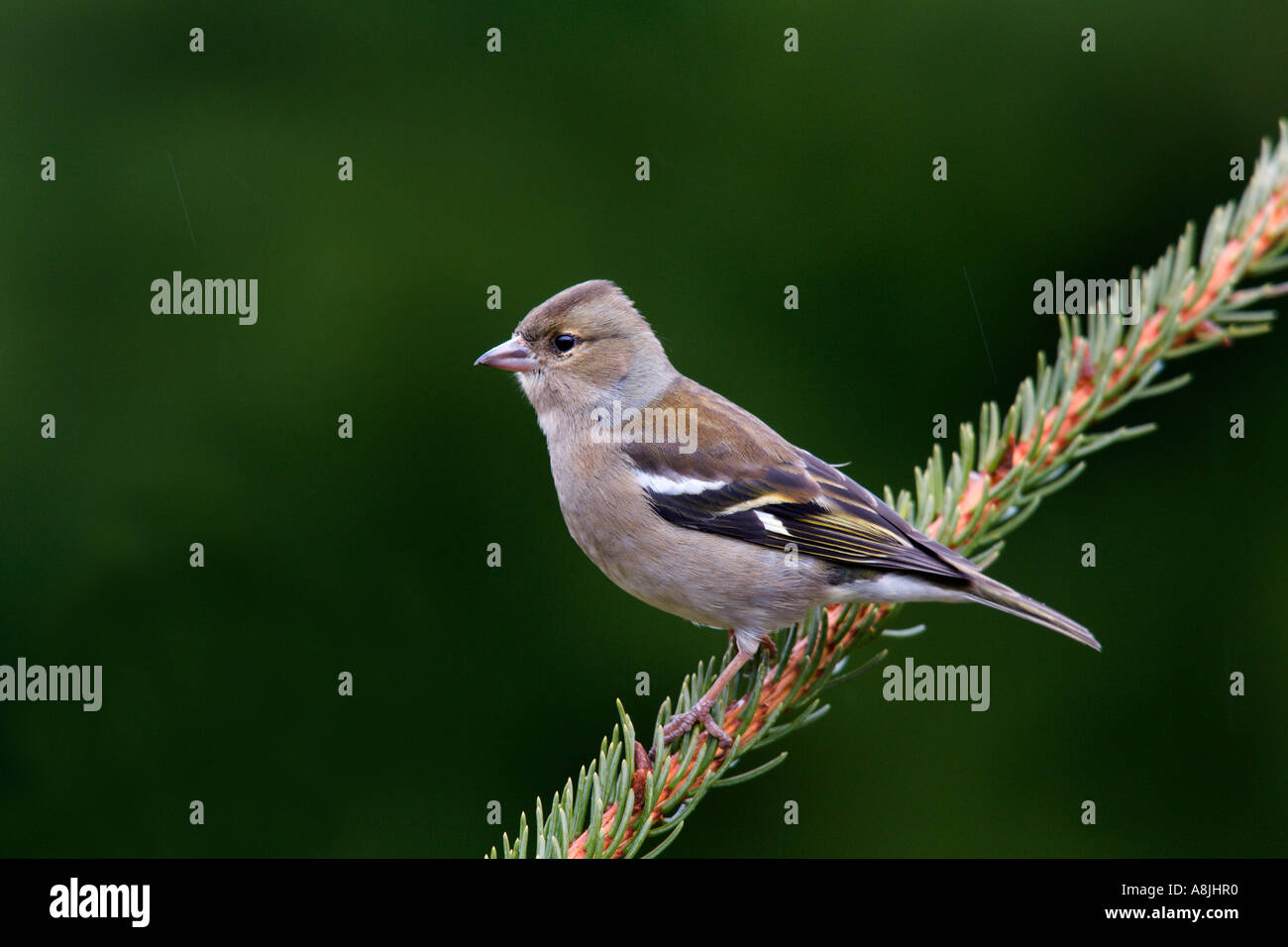 Femail fringuello Fringilla coelebs arroccato su pine cercando avviso con bella fuori fuoco sfondo potton bedfordshire Foto Stock