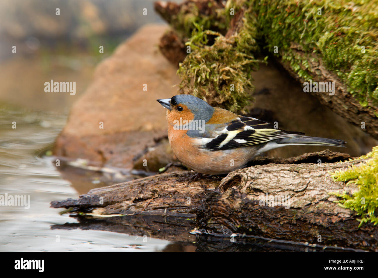 Maschio di fringuello Fringilla coelebs al laghetto di bere cercando alert potton bedfordshire Foto Stock