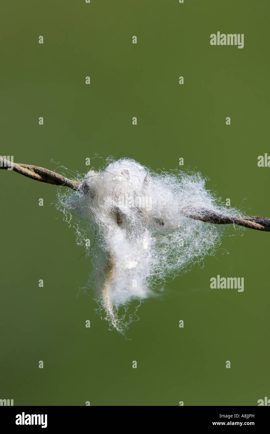 La lana di ovini sul filo spinato con bella fuori fuoco sfondo potton bedfordshire Foto Stock