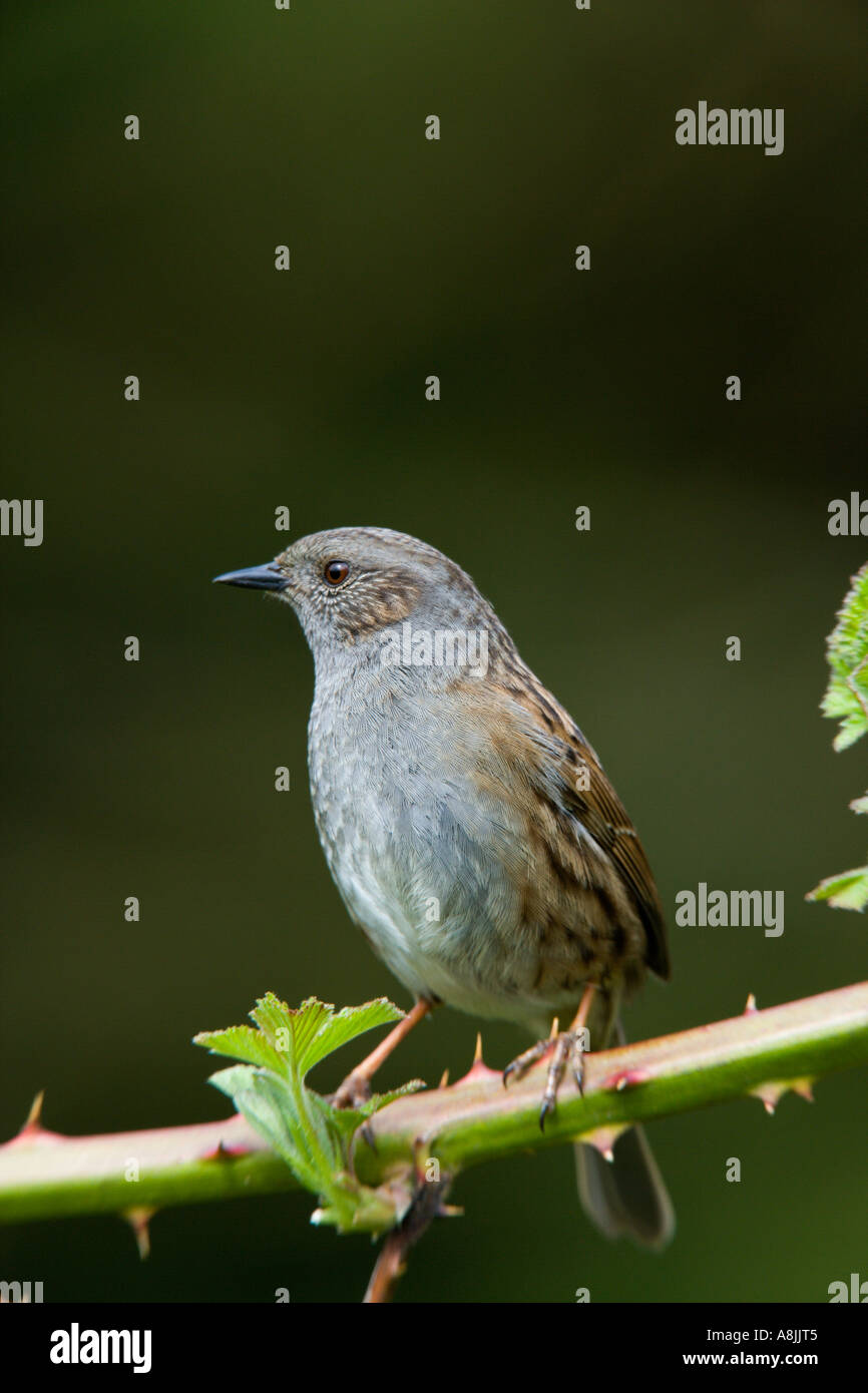 Dunnock Prunella modularis permanente sulla rovo cercando alert potton bedfordshire Foto Stock