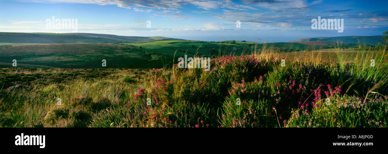 Heather su Exmoor nr Dunkery Beacon Parco Nazionale di Exmoor Somerset England Regno Unito Foto Stock