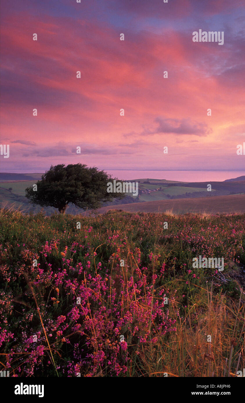 Alba Exmoor Somerset England Regno Unito Foto Stock