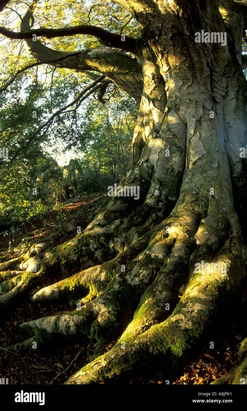 Radici di albero Somerset England Regno Unito Foto Stock