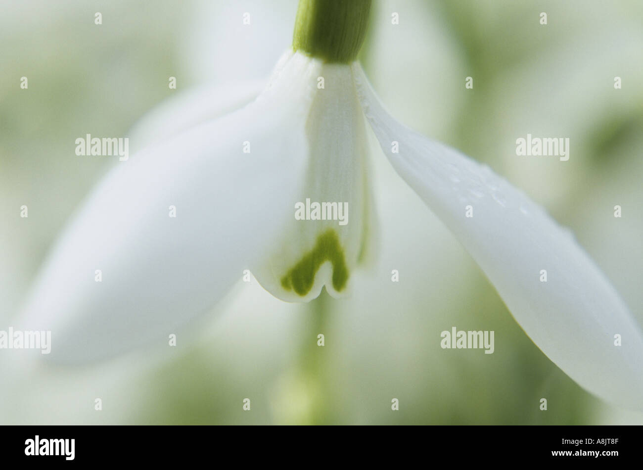 Close up di un singolo fiore di Snowdrop o Galanthus nivalis Foto Stock