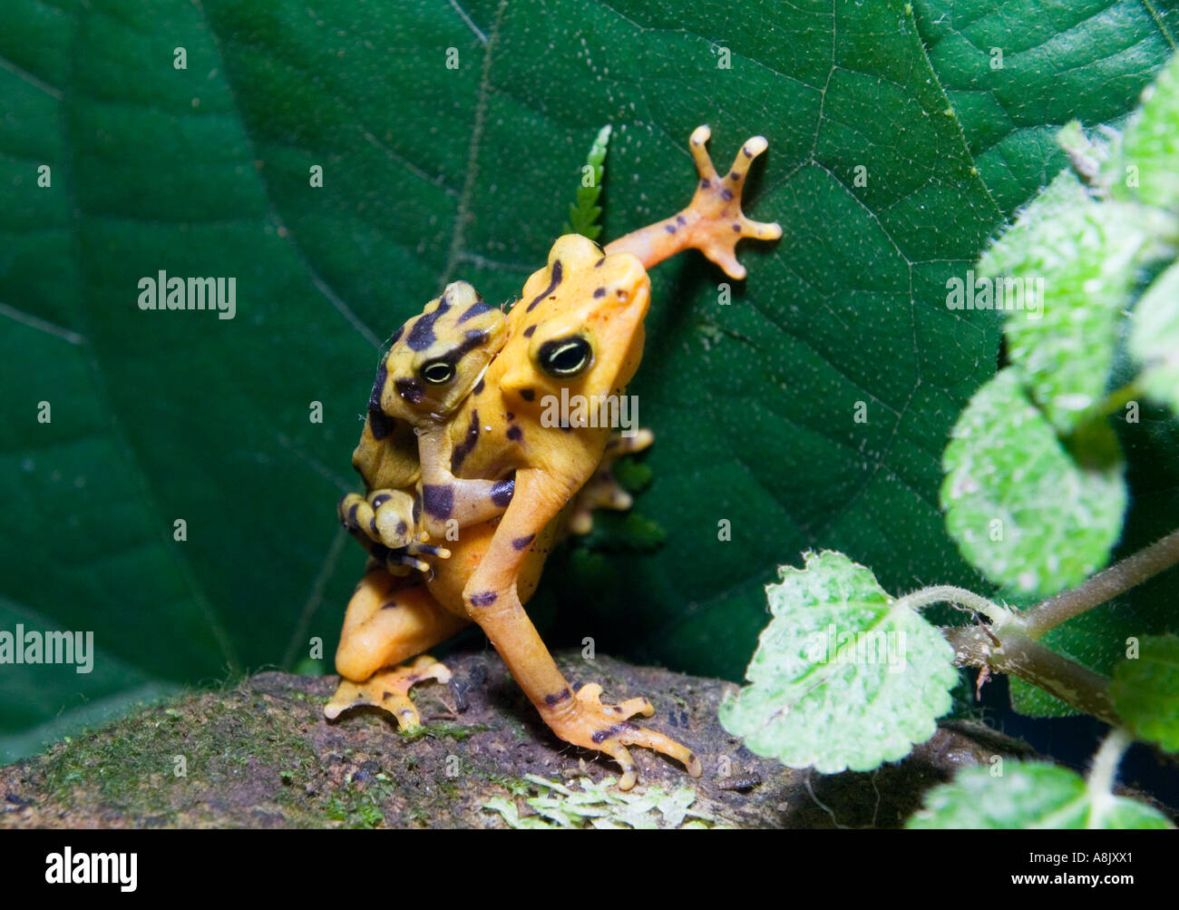 Rana d'oro immagini e fotografie stock ad alta risoluzione - Alamy