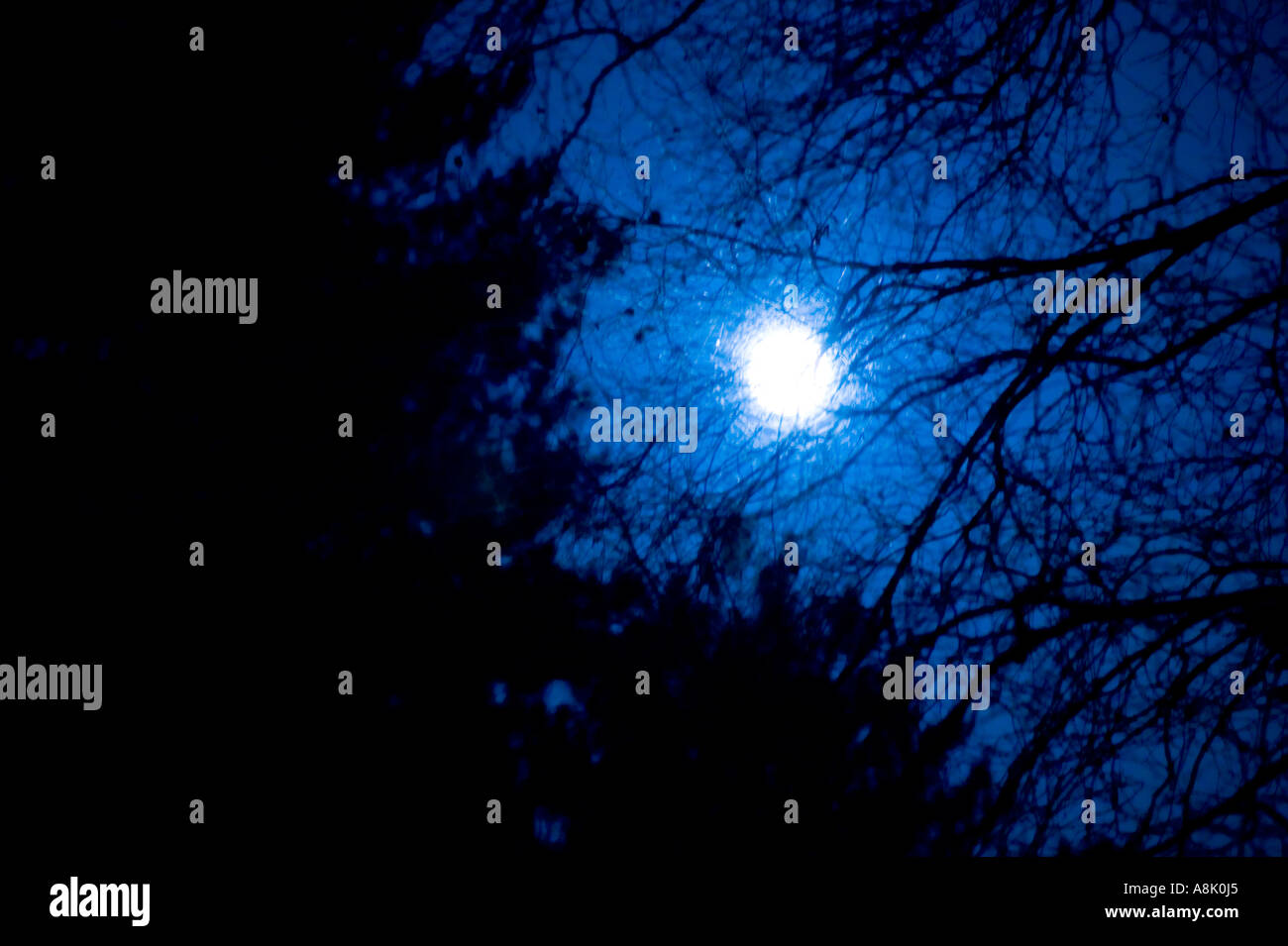 Luna si vede attraverso i rami della foresta di notte Foto Stock