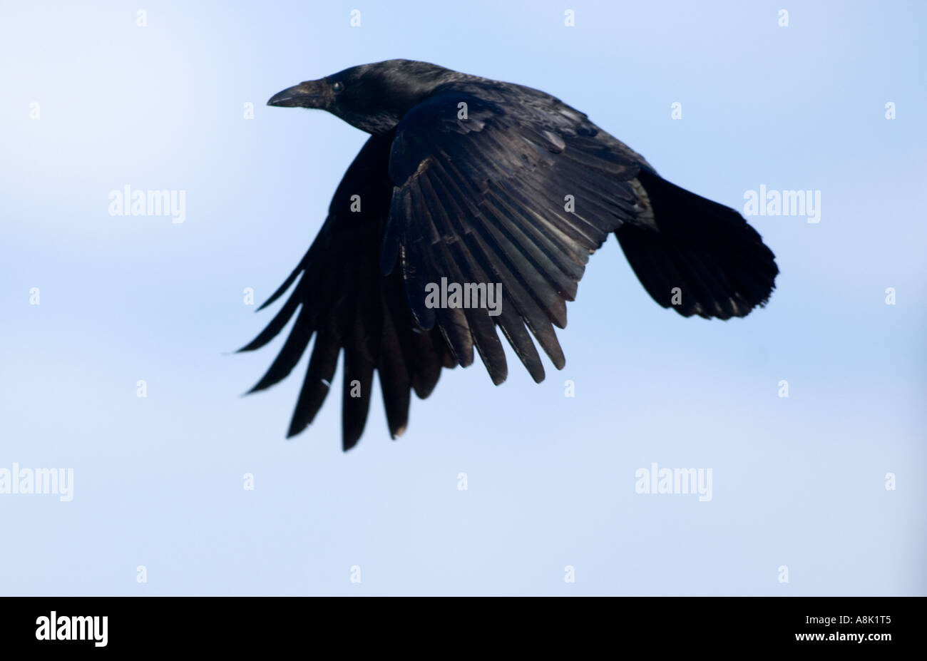 Carrion Crow Corvus corone Northumberland inverno Foto Stock