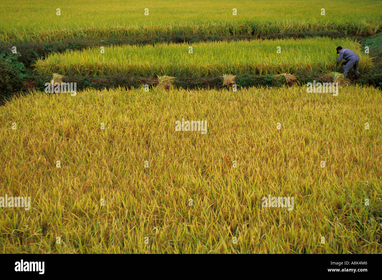 Corea del Sud, Andong, campi di riso Foto Stock