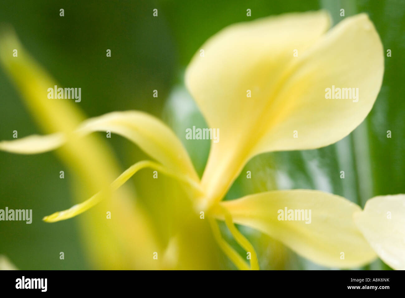 Lo zenzero giallo fiore Hedychium flavescens, 'Awapuhi melemele, close-up Foto Stock